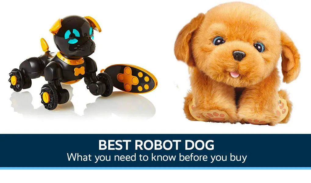 robot to entertain dog